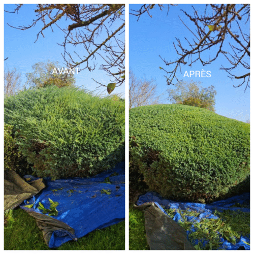 TAILLE DE BUISSON TROENE MB ELAGAGE www.mb-elagage.com